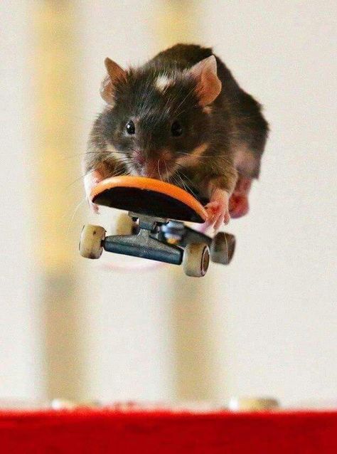 Ratatouille op zijn skateboard